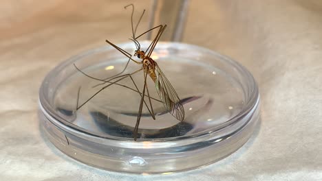 crane fly sitting on a magnifying glass