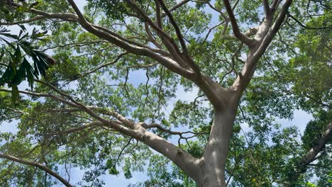 mirando hacia arriba a través de las ramas exuberantes de los árboles tropicales en phuket, tailandia