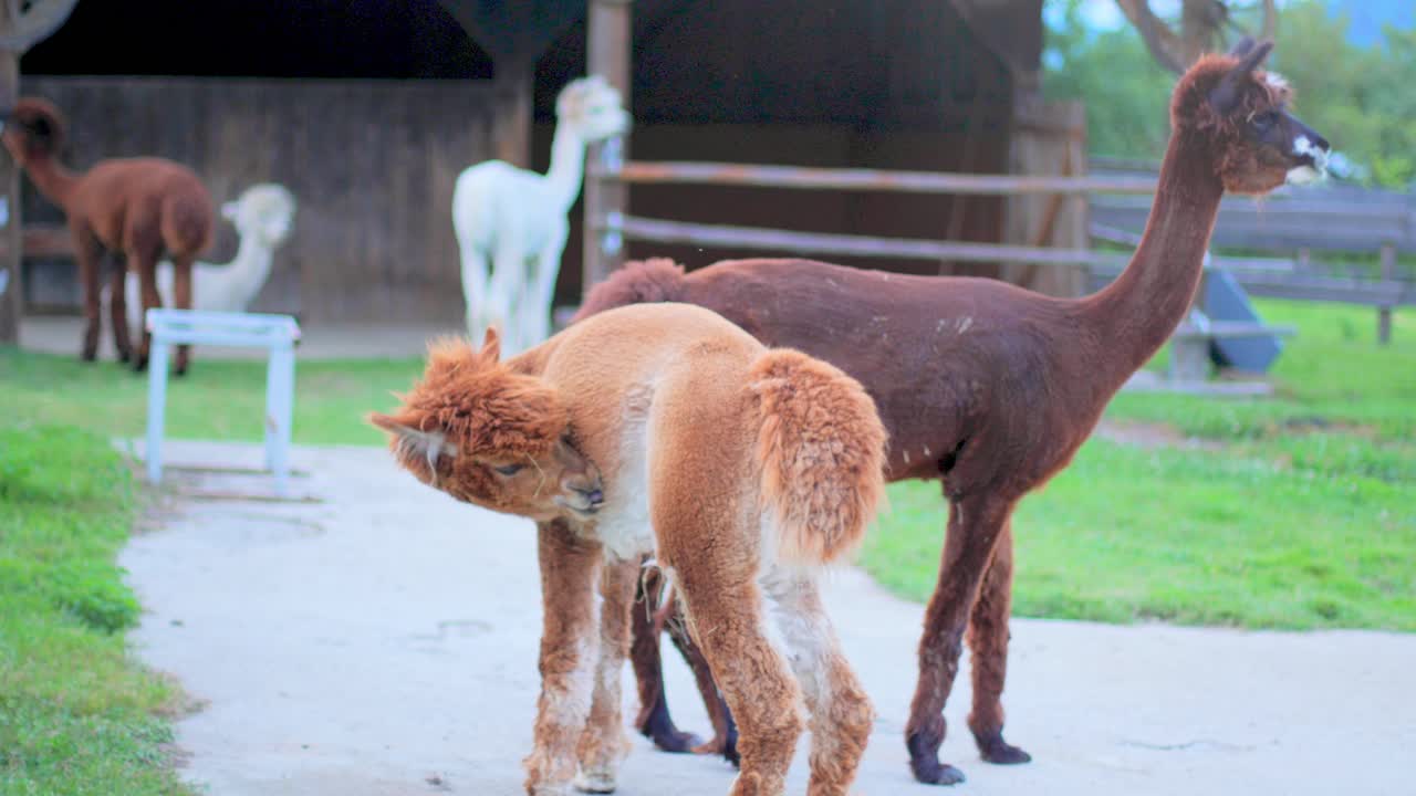 toma en cámara lenta de 4k de dos alpacas mirando con codicia a la cámara y limpiándose después y una alpaca alejándose, con otras alpacas y un granero en el fondo borroso