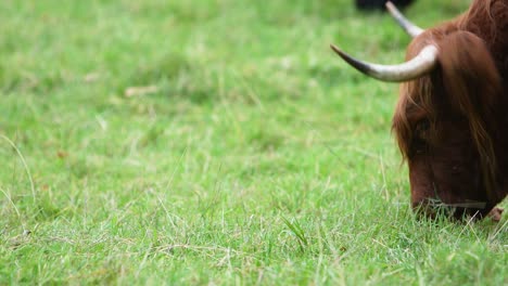 Vaca-Escocesa-De-Las-Tierras-Altas-En-Pasto-Comiendo-Y-Caminando-Hacia-El-Marco