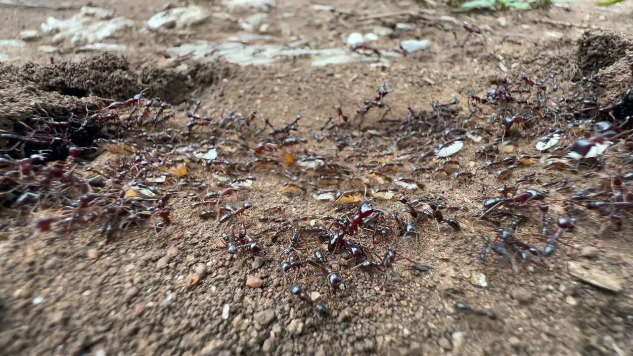 un primer plano de un rastro de hormigas en el parque nacional serengeti en tanzania.