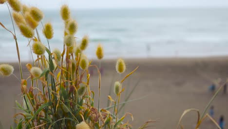 fern-beach-view-on-muriwai-beach,-auckland-new-zealand