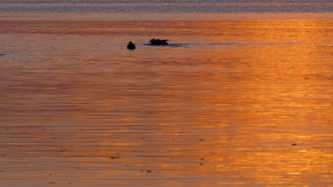 ducks interact playfully in golden-hued water at sunrise near tranquil shore