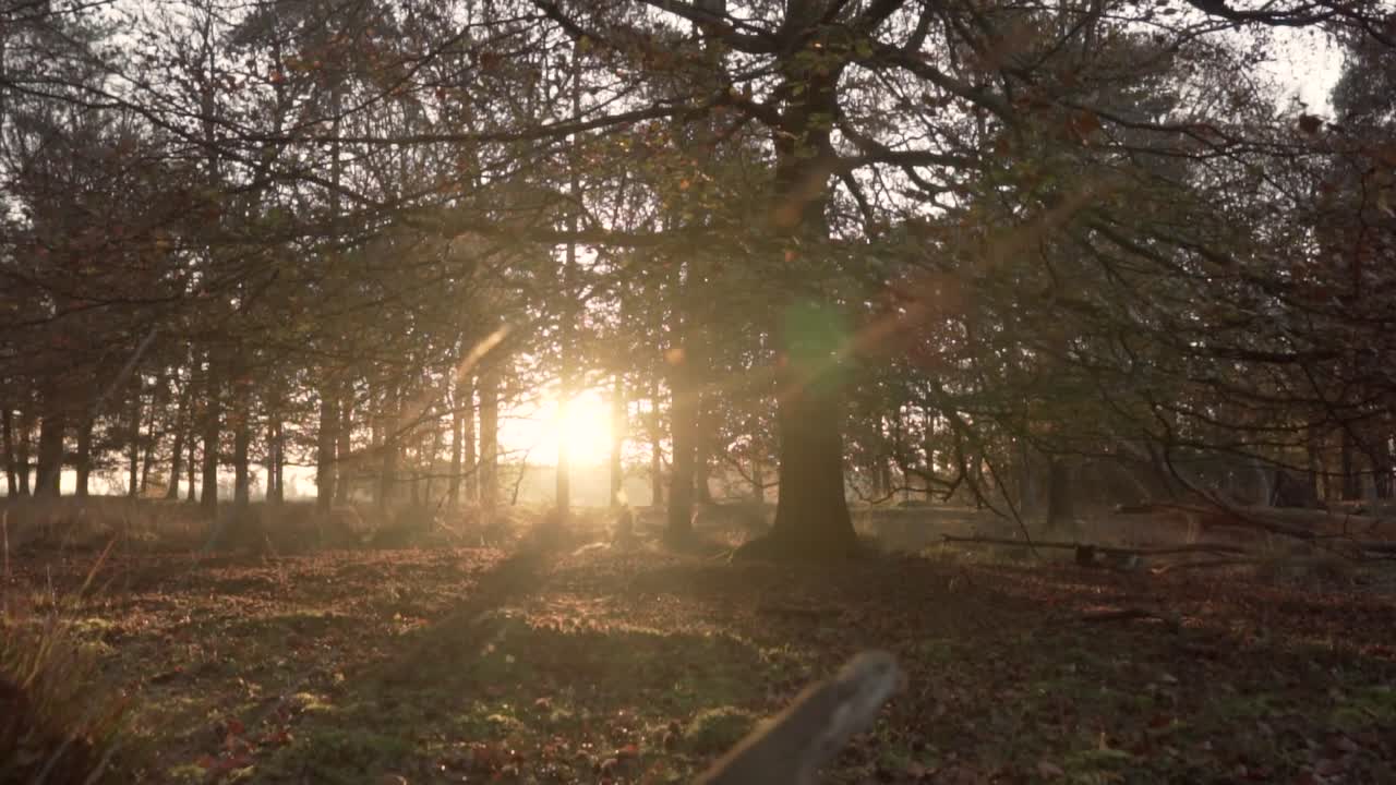золотой час лесного солнечного света