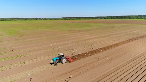 Agricultural-work-on-a-tractor-farmer-sows-grain.-Hungry-birds-are-flying-behind-the-tractor,-and-eat-grain-from-the-arable-land.