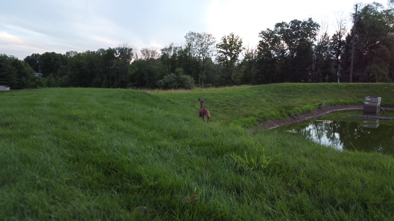 Cervo femmina in un campo al tramonto