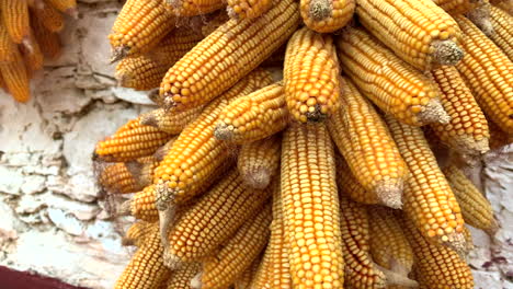 maíz amarillo agricultor en exhibición como paquete