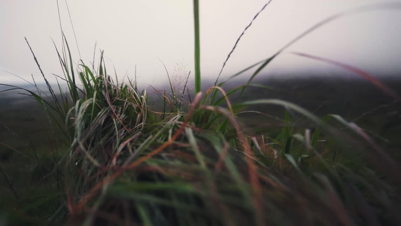 Close up shot of wild grass moving in the wind on rainy day