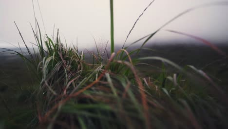 close up shot of wild grass moving in the wind on rainy day