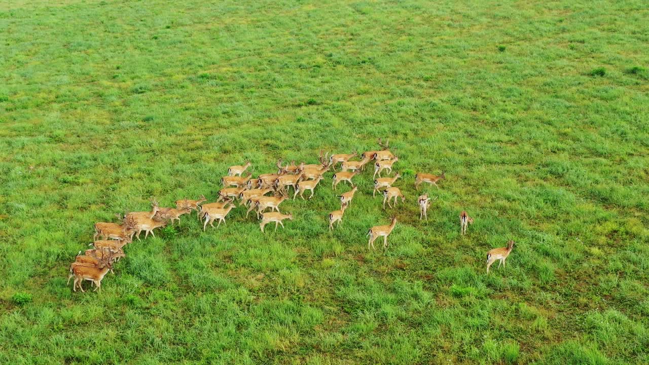 푸른 초원 에 있는 사 ⁇  의 무리