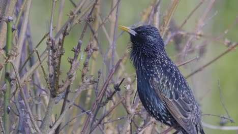 bird starling closeup feathers singing wild animal nature uk