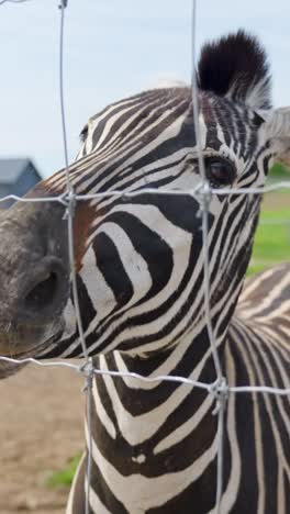 feeding a zebra through a fence, close-up of zebra reaching for a carrot