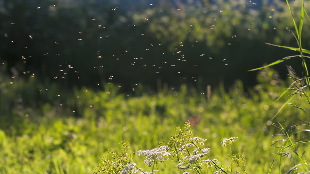 풀에서 날아다닙니다.