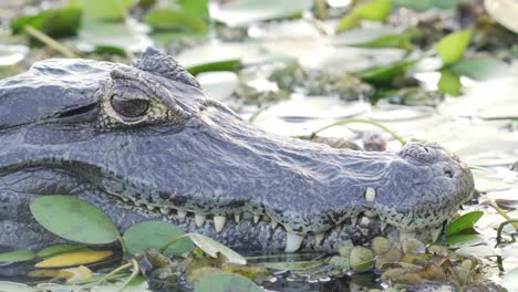 Exotisches-Eidechsenähnliches-Aussehen-Und-Fleischfressender-Lebensraum,-Wilder-Yacare-Kaiman,-Der-Auf-Dem-Wasser-Schwimmt,-Umgeben-Von-Verschiedenen-Sumpfigen-Vegetationen,-Tierwelt-Aus-Nächster-Nähe-Tagsüber-In-Ibera-Feuchtgebieten-Aufgenommen