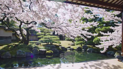 tranquil japanese tea ceremony amidst cherry blossoms