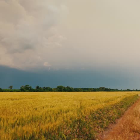 road to the field of wheat against the background of a dramatic storm sky 2