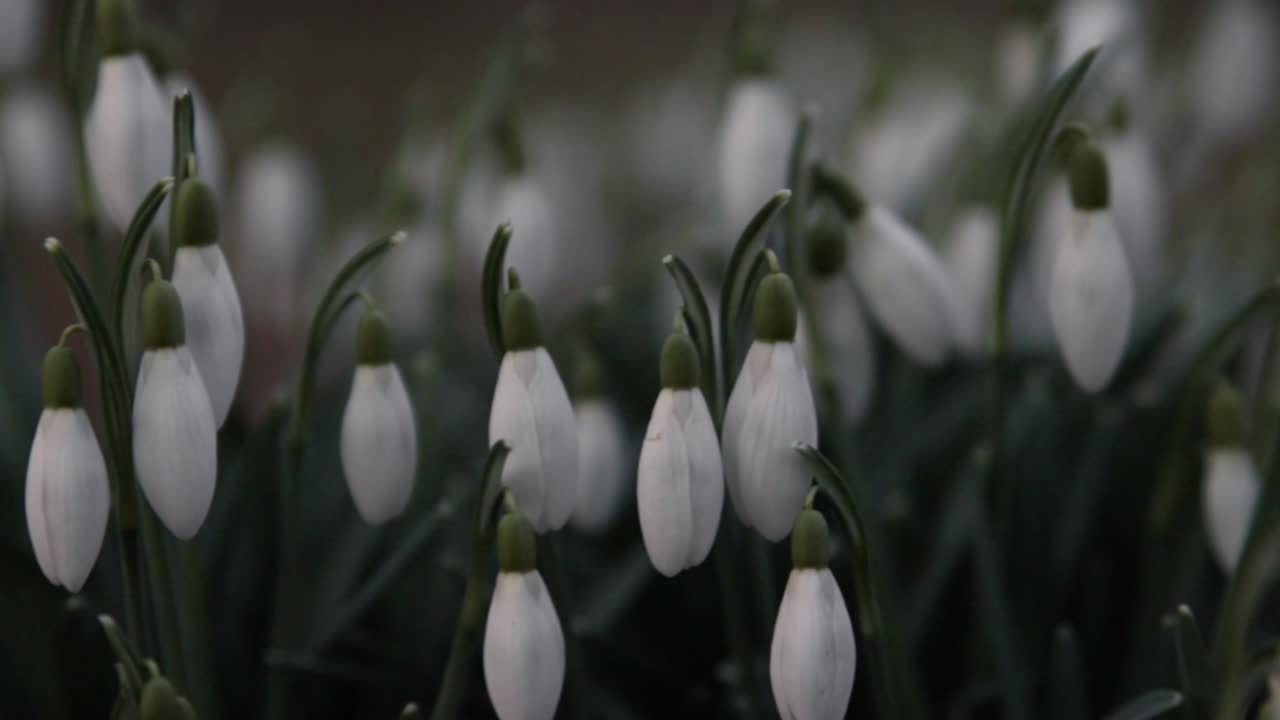 Galanthus, fiori di bucaneve in primo piano in un parco nella Svezia meridionale-2