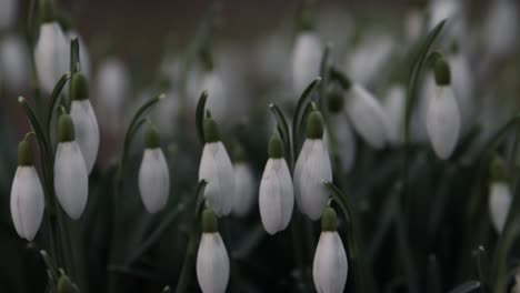 galanthus, snowdrop flowers close up in a park in southern sweden-2