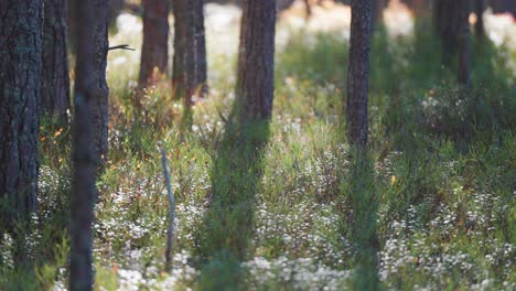 sunlit undergrowth in the pine forest