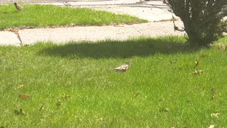 Vögel-In-Der-Nähe-Eines-Strauchs-Im-Frühling