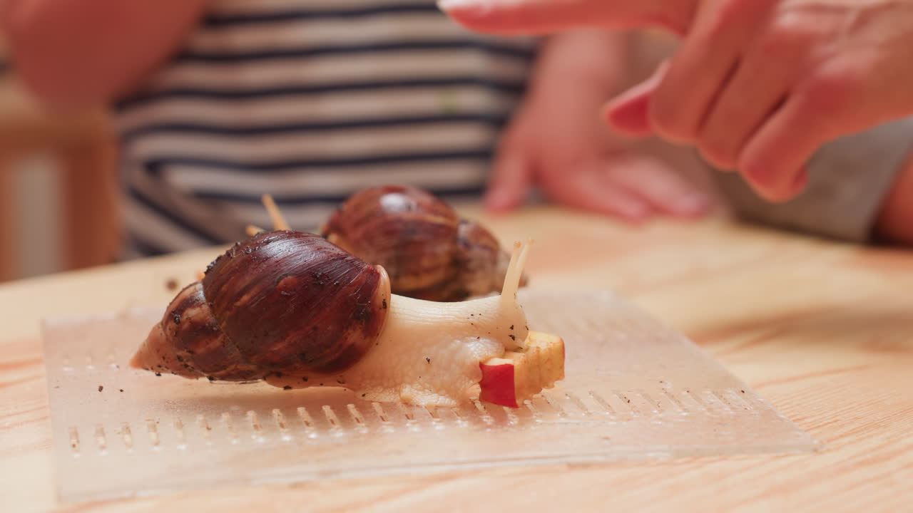 선생님이 손으로 가리키고, 아이들이 투명한 쟁반 위에서 사과를 갉아먹는 거대한 달팽이를 관찰하는 모습이에요. 조심스럽게 다루는 모습, 호기심, 느린 움직임, 질감이 있는 껍데기를 보여주는 교실 과학 수업이에요.