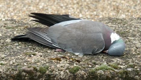 close up shot of dead pigeon on concrete floor, outdoors