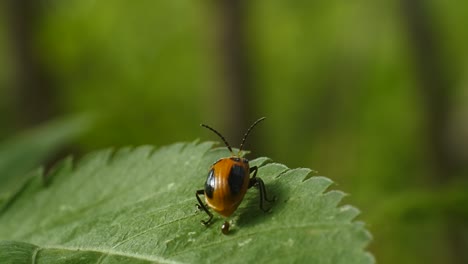 ladybugs on leaves in the garden