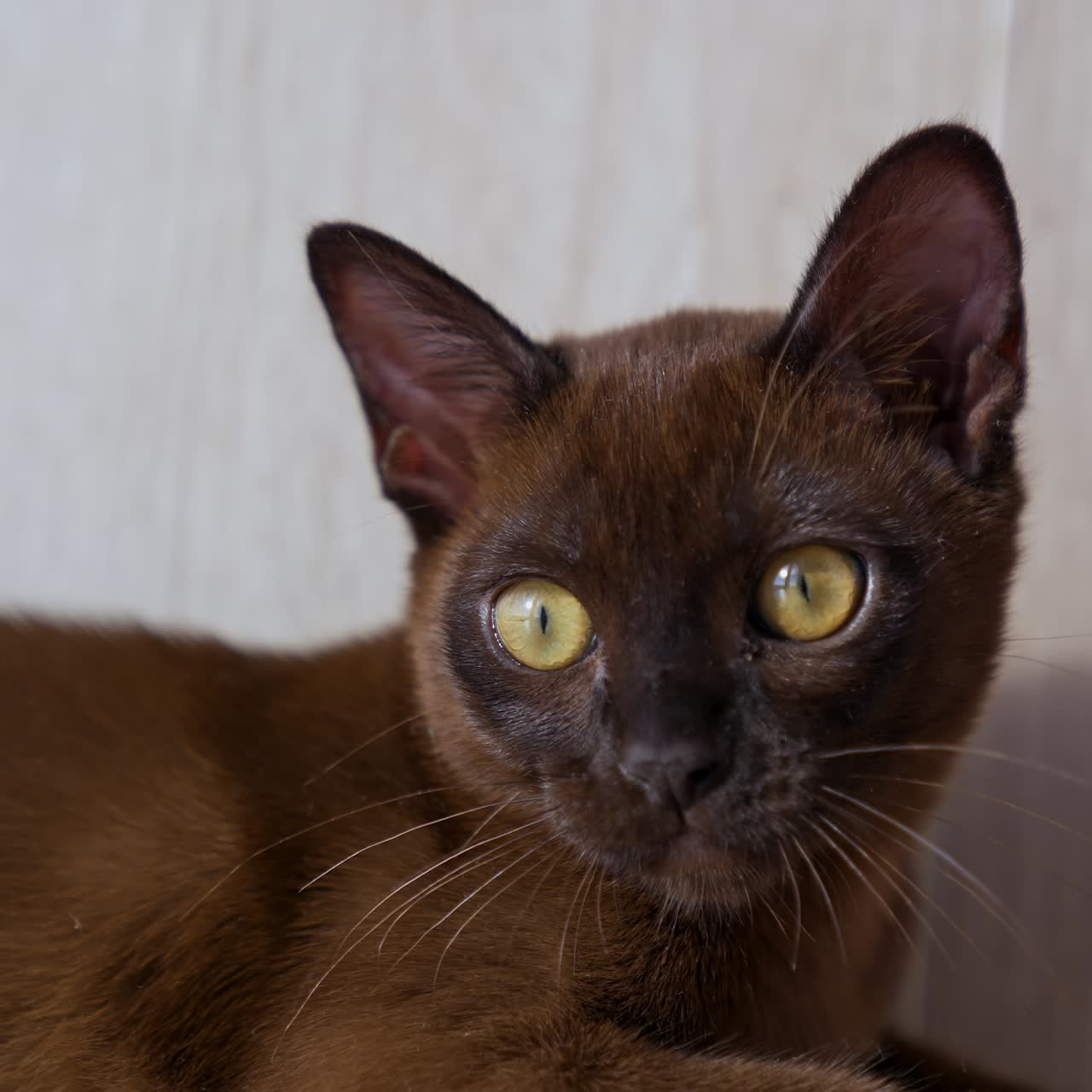 Adorabile gatto marrone è sdraiato sul pavimento bianco. Splendida pelliccia di un gattino color cioccolato. Piccolo gattino di razza. Video frontale