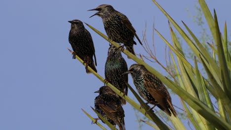 a group of starlings sings from the leaves of a yucca