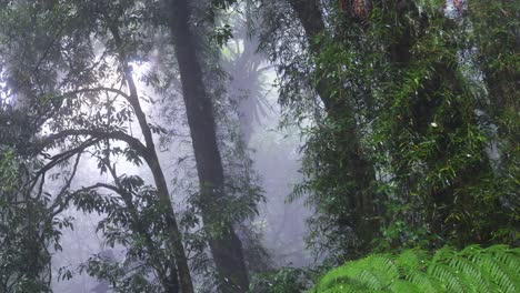 a serene journey through a foggy, lush forest