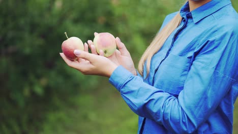 fresh apples in a woman's hands. nature background. close up.