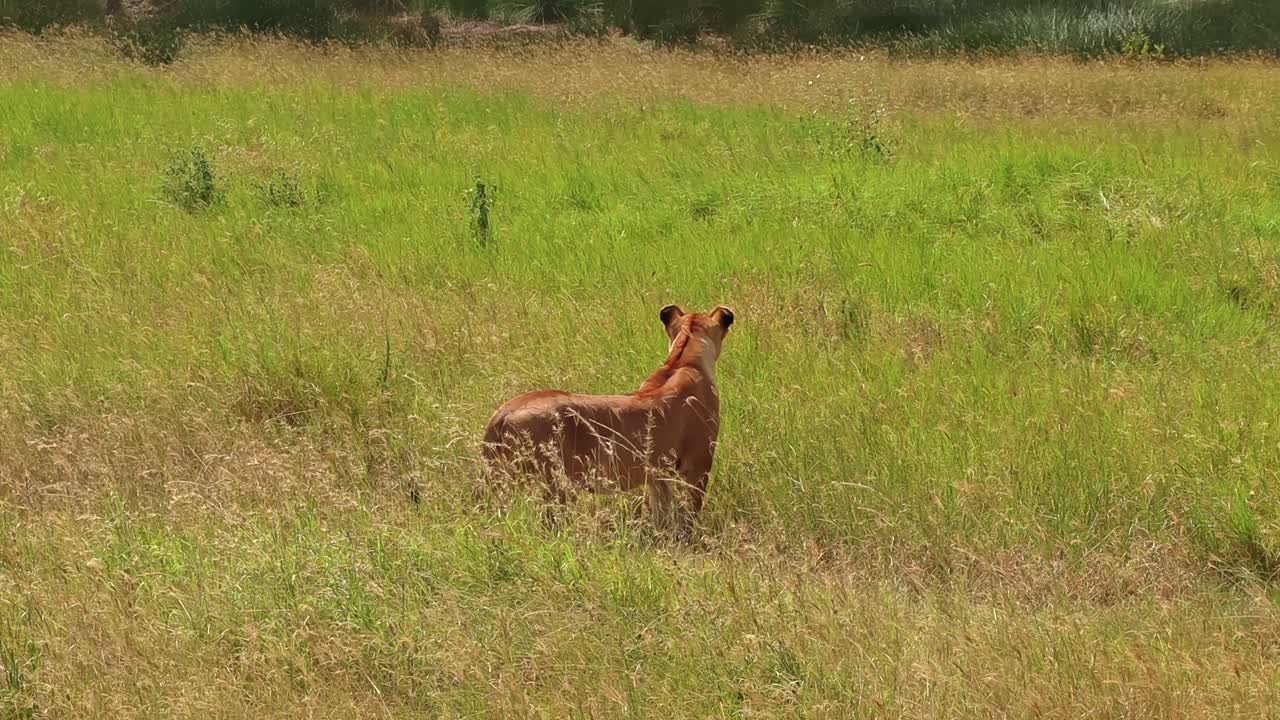 En ensom løvinde sniger sig gennem det tykke krat i Serengeti Nationalpark, Afrika, på jagt efter sit næste bytte. En filmisk vildmarksscene, der fanger rovdyrinstinkt, spænding og rå overlevelse på savannen.
