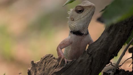 Lagarto-De-Jardín-Indio-Mirando-Primer-Plano