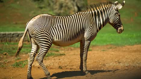 Cebra-Grevy-11