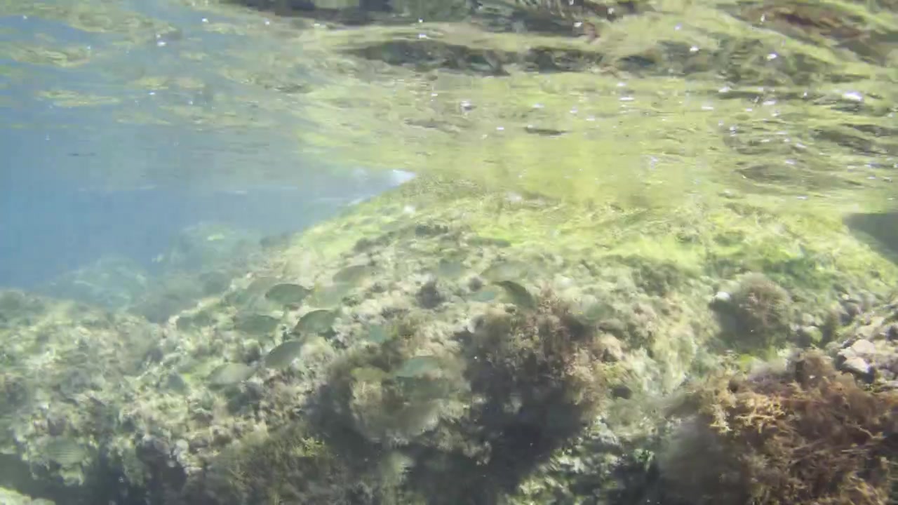 Small fish swimming around rocks covered in various types of seaweed and algae in clear shallow ocean water