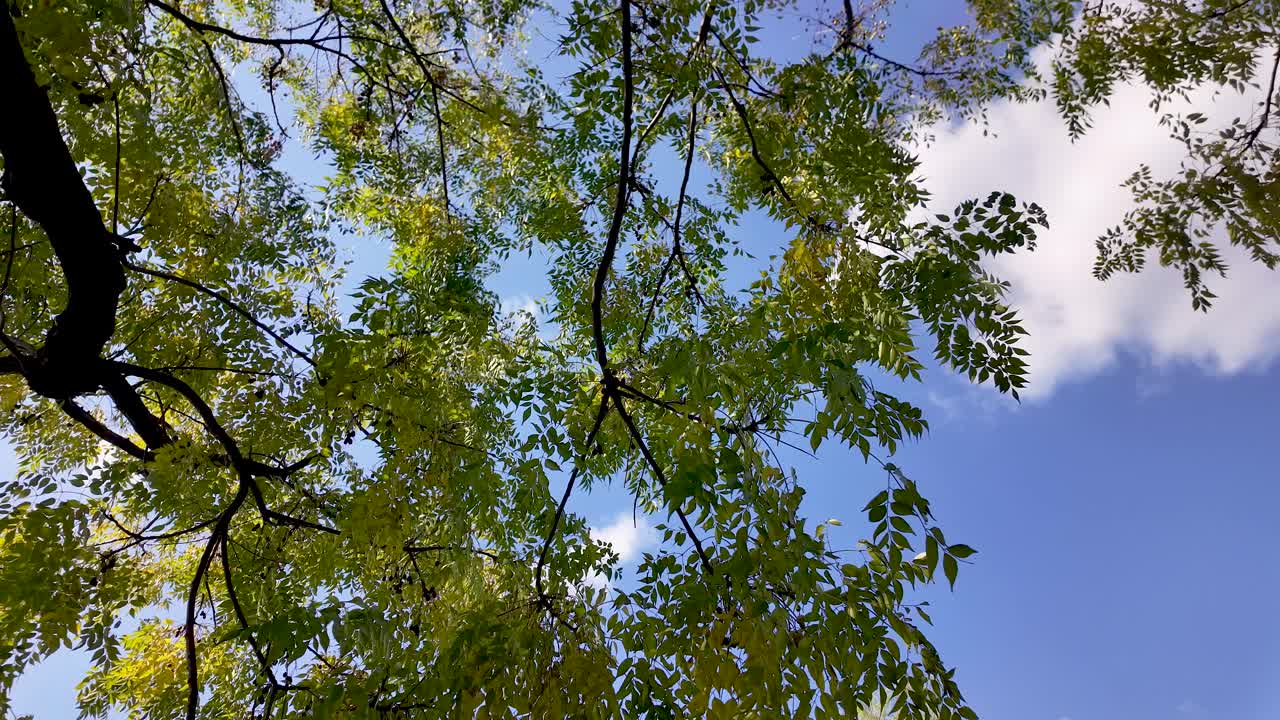 Looking up at willow tree branches with green leaves under a bright blue sky. slow motion