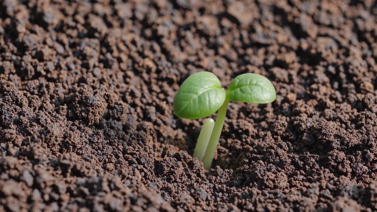 Video ravvicinato di un piccolo germoglio verde che emerge da un terreno fertile, ripreso da un angolo basso