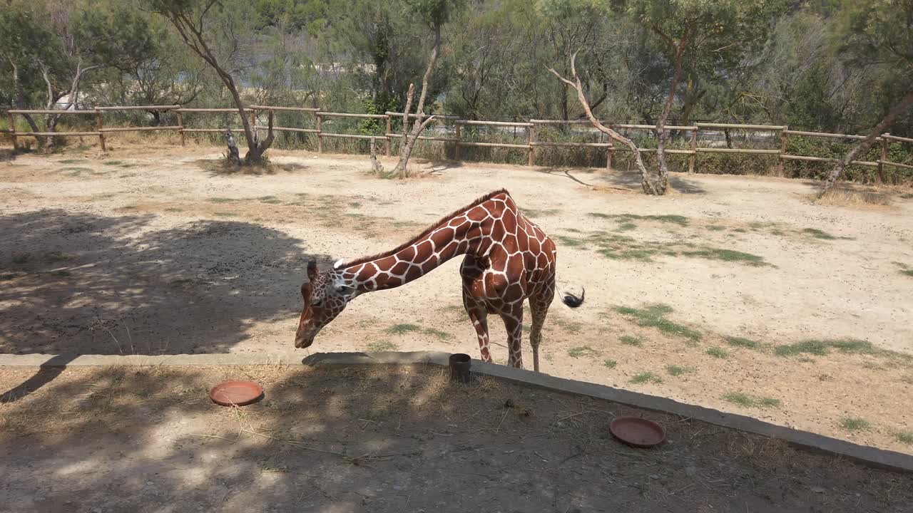 Giraffe stretching long neck while eating vegetation inside spacious outdoor enclosure at reserve africaine de sigean zoological park in southern france, surrounded by natural landscape