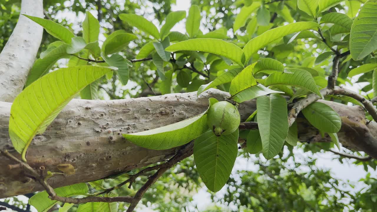 Guava fruit and leaves on a tree branch