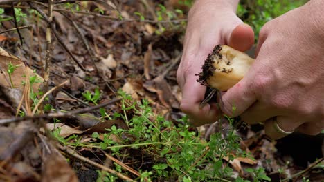 Man-picks-up-Morel-mushroom-and-cuts-roots-with-knife,-static-close-up