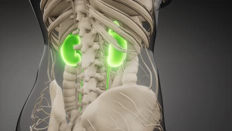 ilustración médicamente exacta de los riñones
