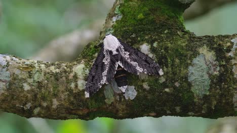 Flapping-vigorously-then-stops-while-perched-on-a-branch-of-a-tree-with-moss