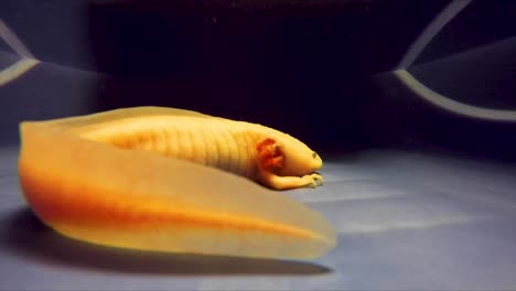 axolotl nadador albino en tanque de agua