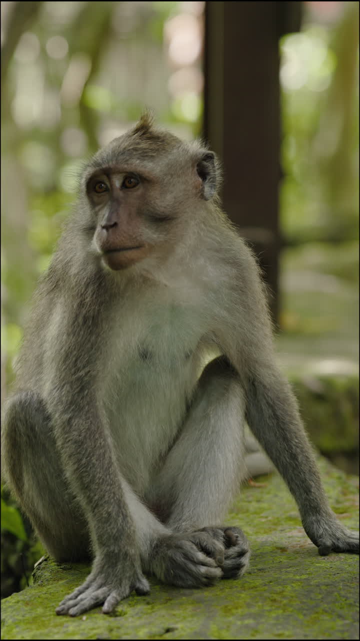 Close-up of a Monkey