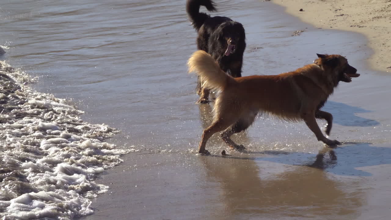 Two dogs running and playing on the beach on a sunny day