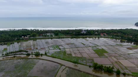 Drohnenansicht-Des-Strandes-Von-Suwuk-Und-Der-Reisfelder-In-Kebumen,-Indonesien