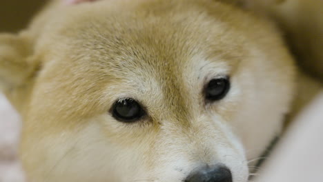 macro slow-motion shot of a red shibu inu being petted over the head