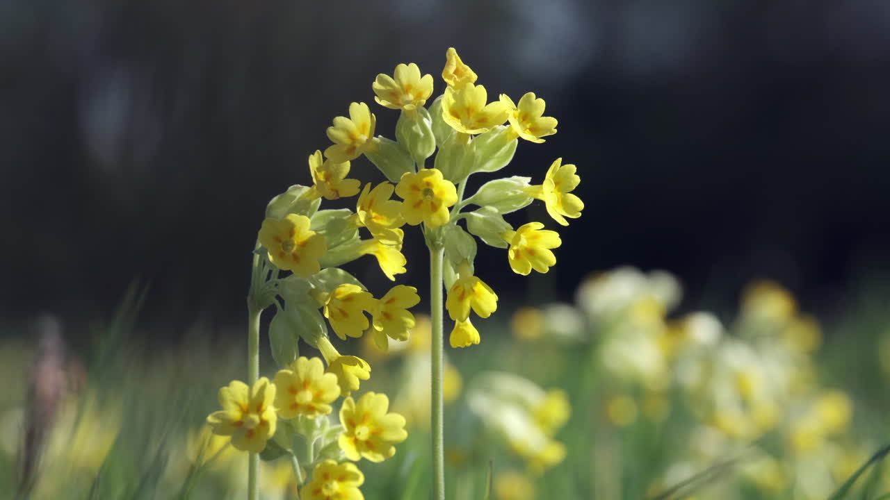 Delicati fiori gialli di primule selvatiche in un prato inglese in primavera.
