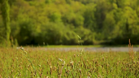 Shallow-focus-on-vibrant-grass-with-a-blurred-forest-and-car-in-the-background,-springtime-vibe