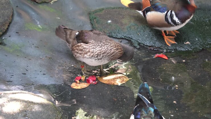 Una coppia di anatre mandarine (Aix galericulata) che si liscia le piume fianco a fianco sulla riva, un maschio di anatra sposa (Aix sponsa) che nuota lungo la riva del lago, parco faunistico di Langkawi, ripresa in movimento a mano libera